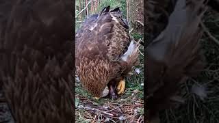 P236 Review birds nest life mom birds brings food to feed her babies in their nest birdslover [upl. by Terrance]