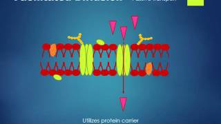 Simple Cell Membrane Transport Anatomy [upl. by Arramat]