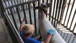 Saunders County Fair [upl. by Aros121]