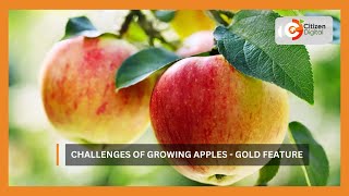 Kenyas Gold  Challenges of growing apples  Gold feature [upl. by Amle]