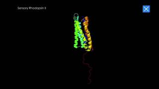 Rhodopsinap [upl. by Myrtie]