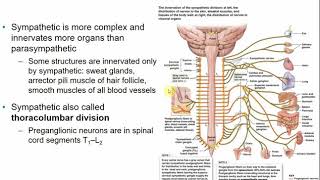 2113 Chapter 14 Autonomic Nervous System [upl. by Boigie]