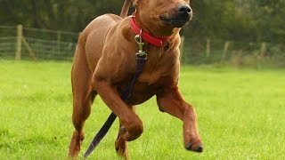 Rascal  Rhodesian Ridgeback Puppy  2 Week Residential Dog Training [upl. by Atul]