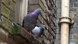 My Holiday Pigeon Family  Part 5 [upl. by Hacim138]