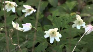 Anemone nemorosa  Buschwindröschen Wood Anemone Windflower [upl. by Quenby]