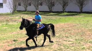 SOLD Black TWHSTB Gelding FOR SALE  Jacob Parks Horsemanship [upl. by Garwood]