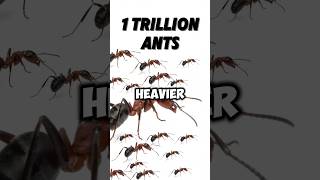 1 Trillion Ants 🐜 vs a Whale 🐋—Who’s Heavier [upl. by Nire379]