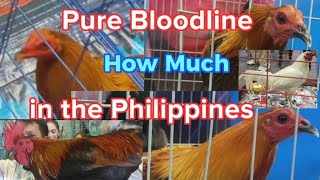 World Gamefowl Expo 2024 quotPhilippinesquot [upl. by Corney]