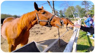 Ergela Ljubičevo  Požarevac Srbija 4K 🏇 [upl. by Xymenes359]