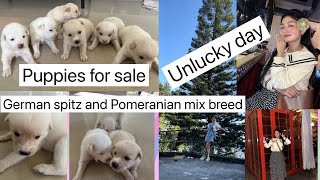 Puppies 🐩 🐶for saleGerman spitz and Pomeranian mix breed very lucky day weeks in my life [upl. by Paugh]