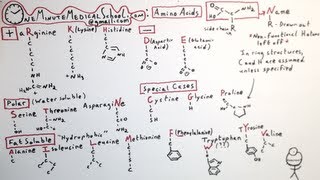 The 20 Amino Acids  One Minute Medical School [upl. by Yeslek]