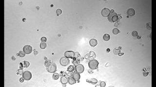 Heat Gelatinization of Tapioca Starch low iodine [upl. by Mayes]