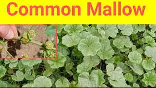 What is common mallowwhat are the benefits of a common mallowin urduhindi [upl. by Riebling]