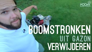 Boomstronken Verwijderen uit het Gazon  MOOWY Gazon Renovatie [upl. by Anelim]