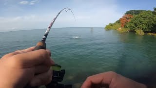 Hooking up a Huge Sardine with the Ultra Light 😜  Darwin Fishing [upl. by Itsirhc711]