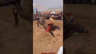 JARIPEO EXTREMO MONTA DRAMÁTICA PARA CHAPARRO DE NAYARIT😱😱🔥 jaripeo shorts [upl. by Eynttirb]