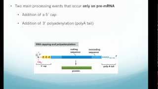 RNA processing 5 cap 3 polyA tail and Splicing [upl. by Aicats]