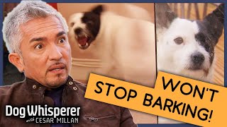 Pup Whos Been Barking for 6 Years  Full Episode  S9 Ep3  Dog Whisperer With Cesar Millan [upl. by Ebby]