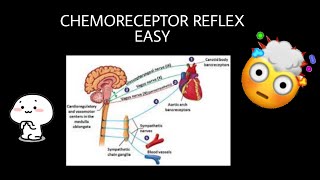 Chemoreceptor reflex explained  Blood Pressure Regulation [upl. by Aratahs218]