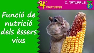 Ciències de la Naturalesa 4t Primària Tema 4 Funció de nutrició en els éssers vius [upl. by Amadeus702]