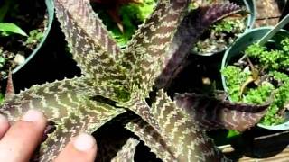 Orthophytum bromeliads explained [upl. by Eittik]