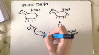 F215 OCR A2 Biology  Animal Cloning [upl. by Aleel487]