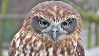 Morepork or Southern Boobook Owl at Screech Owl Sanctury [upl. by Greene545]