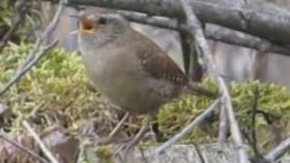 Ruf und Gesang des Zaunkönig  Vogelstimmen Singvögel  Wren singing [upl. by Lerat]