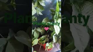 My plants ☘️🍀☘️ being planty 🌵 planty viral viral plant www com ☺️ [upl. by Redmer]