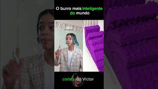 Um burro inteligente cortes comedia humor shortvideo viralvideo viralshorts memes [upl. by Ciri877]