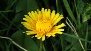 Dandelion Time Lapse [upl. by Hgielyak810]