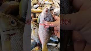 dalagangbukid lapad viralvideo fishing freshseafoods seafood freshfish [upl. by Else]