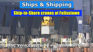 ShiptoShore cranes at Felixstowe MSC Venice working alongside berth 9 3 February 2024 [upl. by Salas]