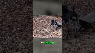 Meet the Bluetick Coonhound  True American Dog Breed [upl. by Thorlay643]