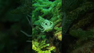 Medusa Nudibranch scubadiving sea underwaterlife diveguide vivov405g divevolk lembehstrait [upl. by Rik]