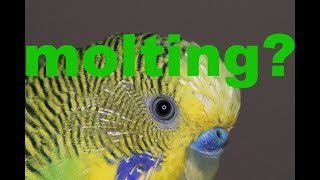 What is molting What are pin feathers Bird facts [upl. by Westfahl]