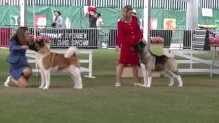 Akita Judging Sydney Royal 2015 [upl. by Valentina]