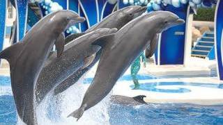 SeaWorlds Dolphin Show voted quotBest on YouTubequot [upl. by Flessel]