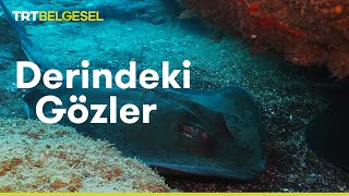 Derindeki Gözler Vatozların Dünyası  TRT Belgesel [upl. by Reede]