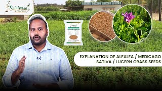 Explanation of Alfalfa Medicago Sativa Lucern Grass Seeds  Thanneru Suresh  SrinivasaAgroSeeds [upl. by Hercule340]