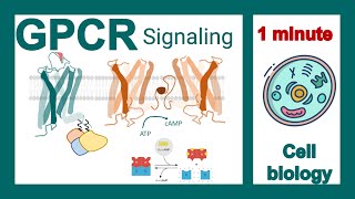 GPCR signaling explained in 1 minute  GPCR signaling pathway  cell bio in 1 minute [upl. by Rann]