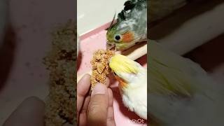 The baby cockatiel is eating seeds [upl. by Chalmer]