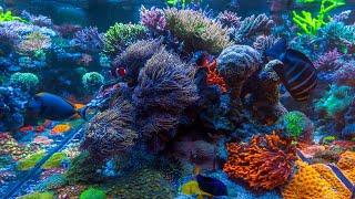 Daynes 400 Gallon Reef  2024 Update [upl. by Nirmak]