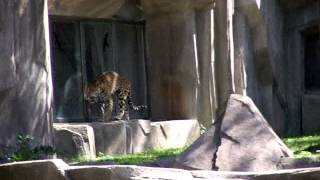 Jaguar at the Milwaukee county zoo [upl. by Balkin]