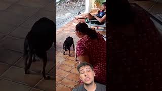 ⁉️BRIGOU DO NADA⁉️ pets caes cachorro animaisdeestimação animaisengraçados pitbull remix [upl. by Ostap]