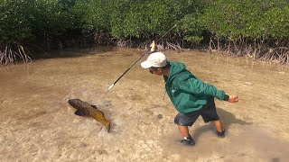 Menombak ikan di pantai bakau Pasang surut pagi banyak gerombolan ikan terjebak [upl. by Halverson]