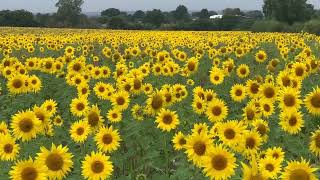 Sunflower fields [upl. by Nylhtac]