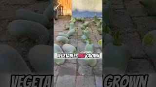 Unbelievable Vegetables Are Grown On The Ground🥒🌟 Part 01 🌍 shorts short unique [upl. by Lelah]