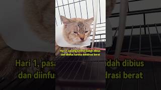 Pengalamanku merawat kucing FLUTD flutd kucing fus recovery [upl. by Philipson]