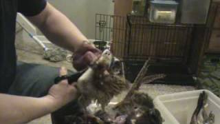 how to clean a pheasant the easy way [upl. by Auginahs654]